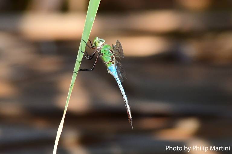 443_2119 Green Darner Dragonfly - Phillip Martini PS - Copy